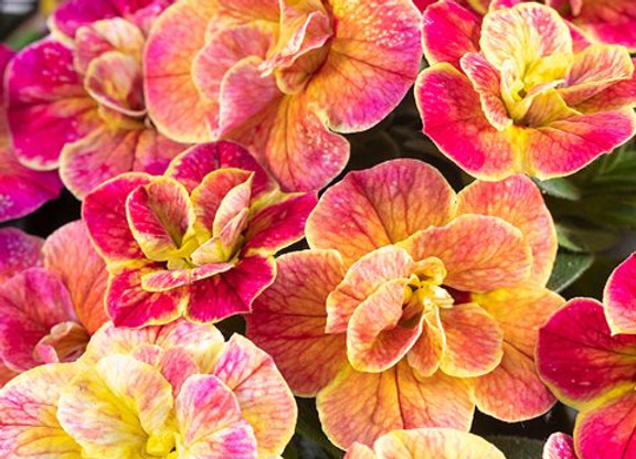 Calibrachoa-Chameleon-Double-Desert-Rose-001-480x720.jpeg
