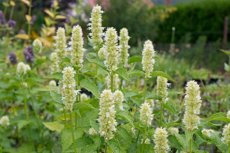 Agastache_foeniculum_Alba_QF124140.webp