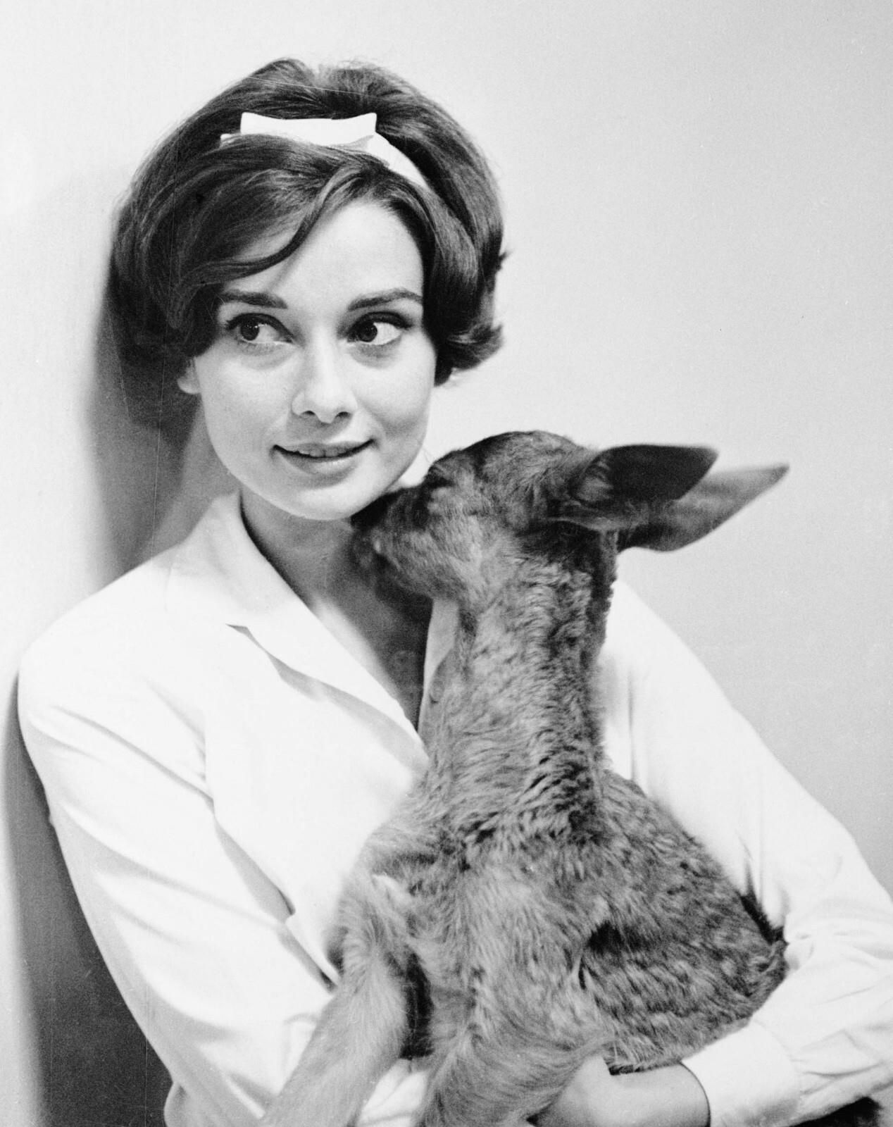 Audrey Hepburn 16x20 Glossy Photo