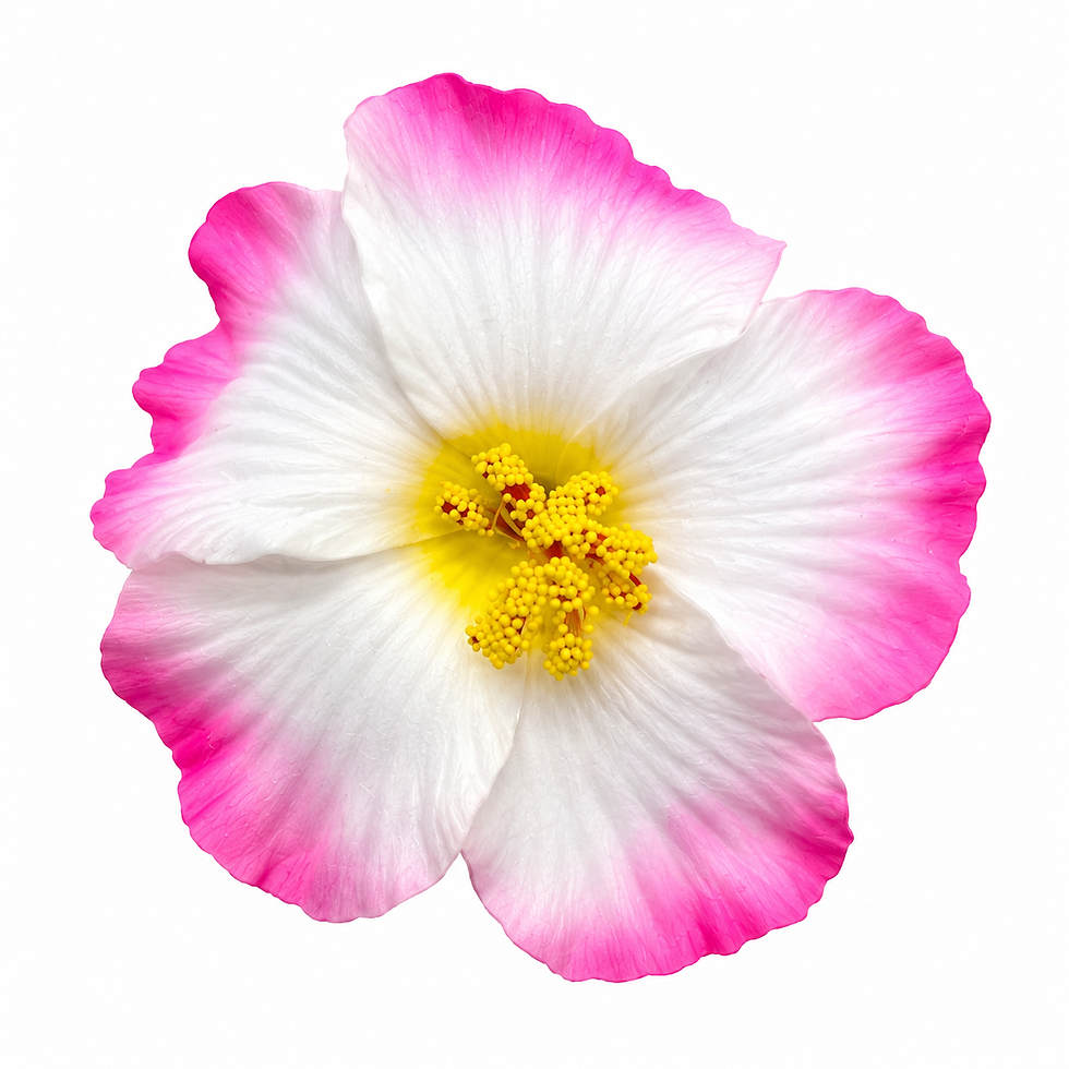 Miniatura: Flor de Maga para el Cabello
