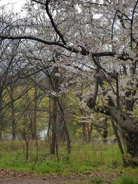 The Relationship Communicator, Sound Healer speaks the Light Language again in Trance....
