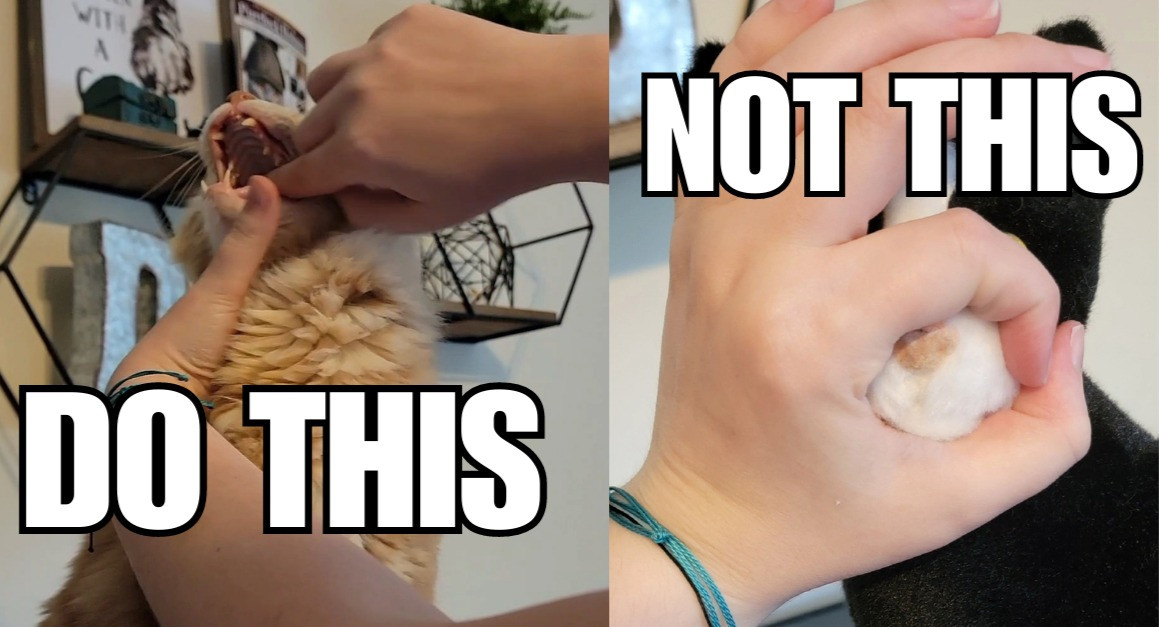 Tips & Tricks for Giving Your Cat a Pill