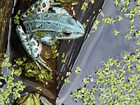 Blauwe kikker
