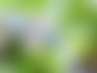 雨を楽しむ