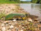 Thumbnail: trout pattern knife
