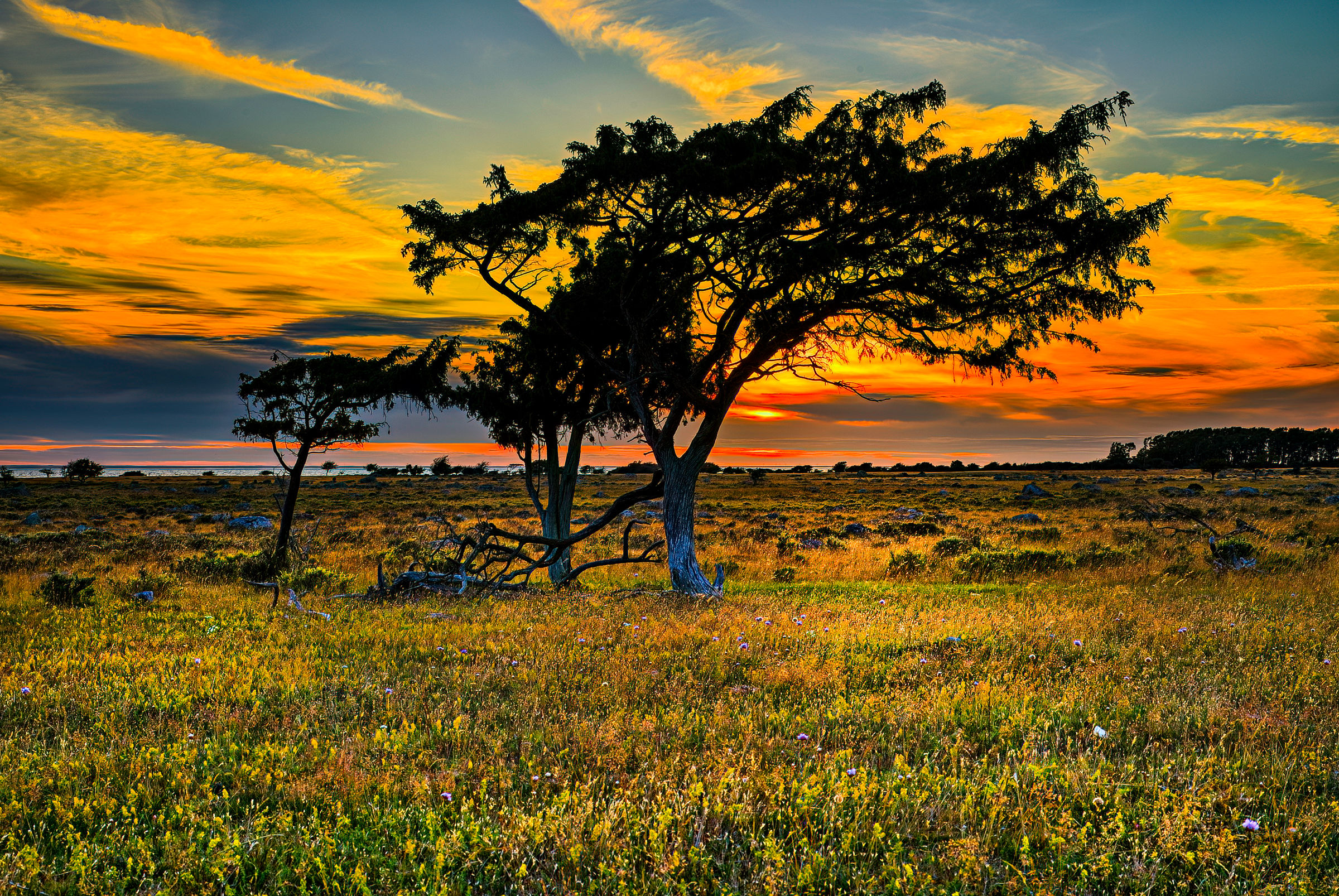 Danmark - Trær i solnedgang