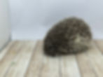 Thumbnail: "Walter" male Ready Now- friendly & inquisitive