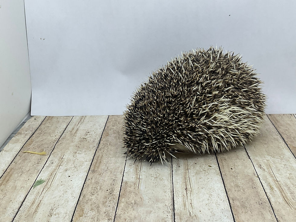 Thumbnail: "Walter" male Ready Now- friendly & inquisitive