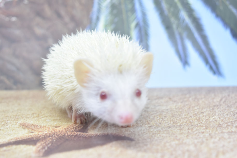 Thumbnail: "Seymour" male Ready 4/24 (PIF W.H.)