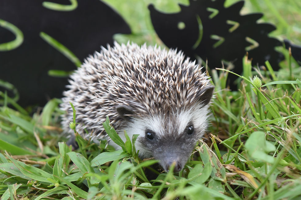 Thumbnail: "Maverick" male Ready after 9/26 (PIF B.Waltman)
