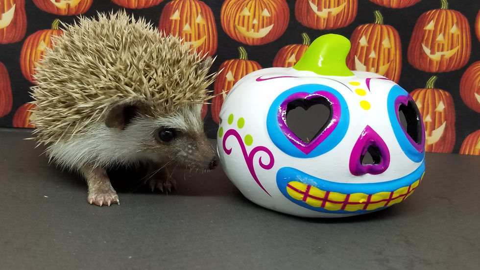 Thumbnail: "Roxie" female Ready after 10/4- October Baby (PIF +bag &more  A.Barton)