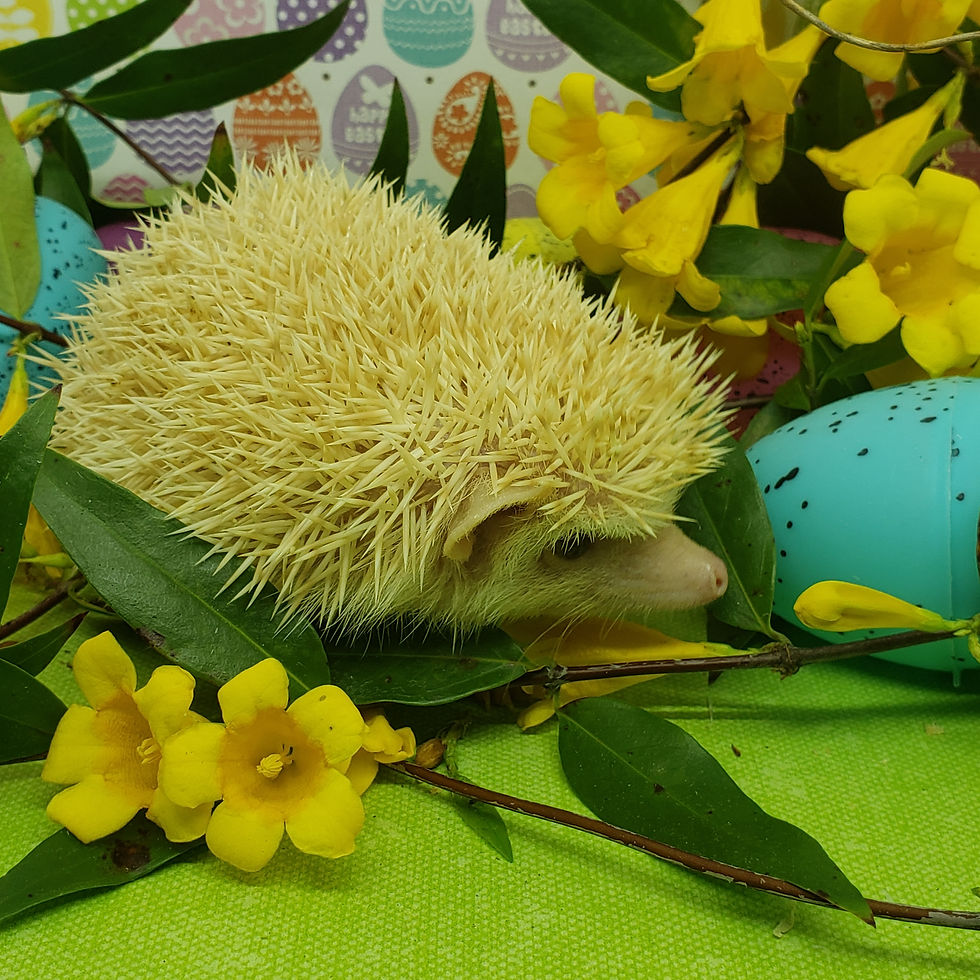 Thumbnail: "Nacho" male Ready after 4/1- apricot (10703+cage B.Crocker)