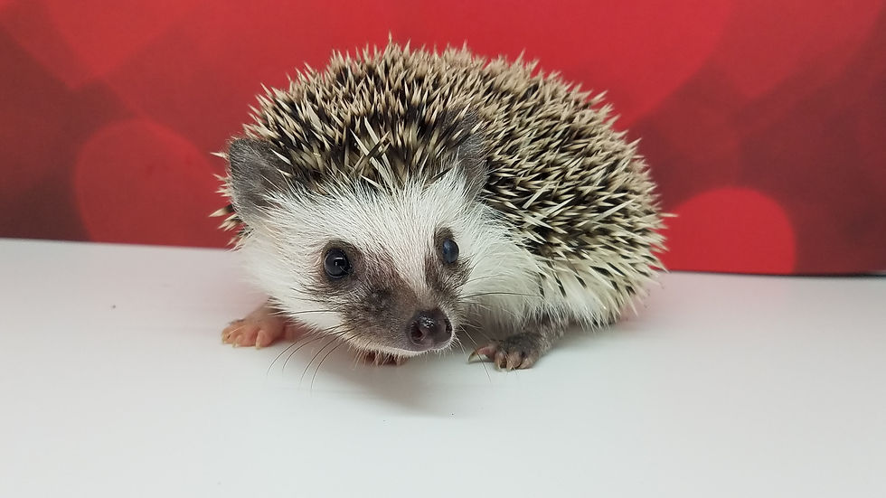 Thumbnail: "Konstance" female Ready after 1/30 (PIF+cage combo M.Kunkel) 