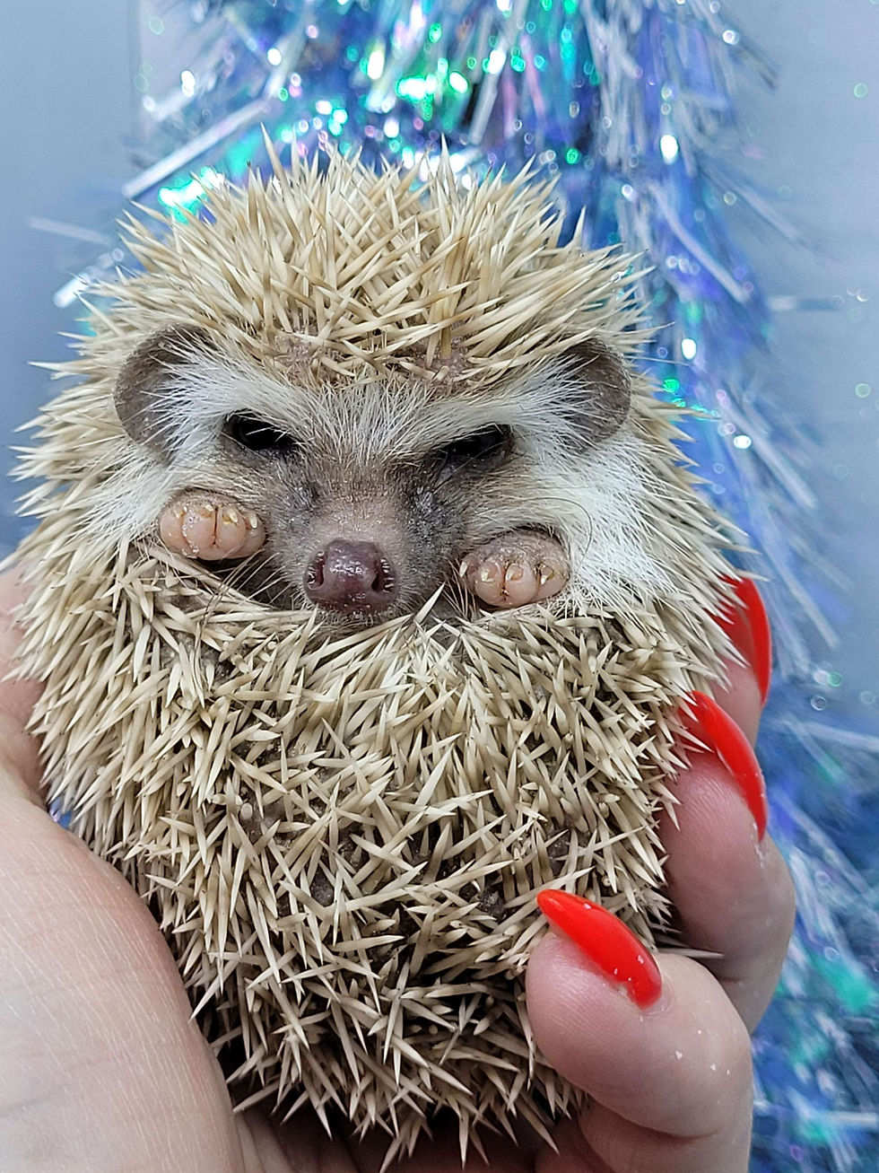 Thumbnail: "Plant" male Ready by 12/17- (GCert 10867)