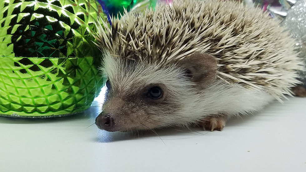 Thumbnail: "Mya" female Ready after 10/11- small and friendly PIF + travel E.Wallace)