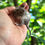 Thumbnail: Degu 6- male- Ready after 8/4