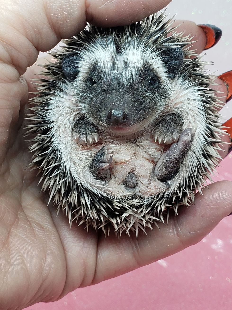 "Morgan" female Ready after 4/27 (small) (PIF B.Holmes)