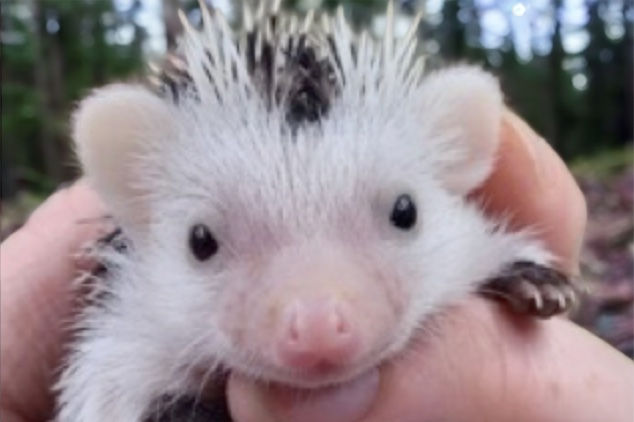 Thumbnail: Bonsai- female