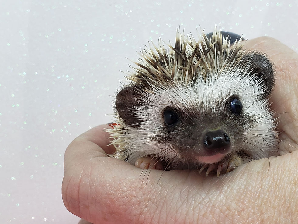 Thumbnail: "Carmine" female Ready after 4/17 (PIF J.Deeds)