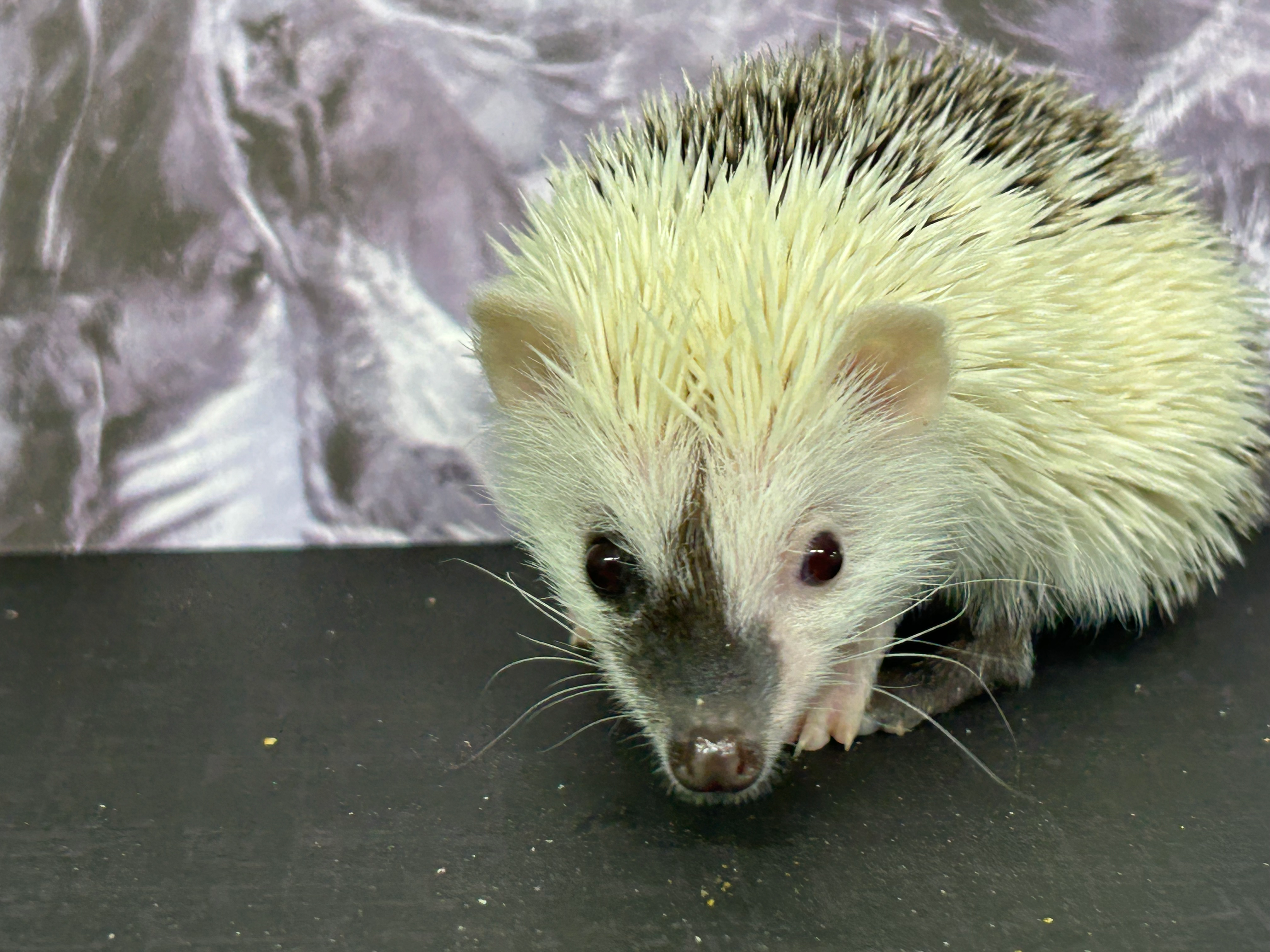 "Jason” male Ready after 10/6 (On Hold)