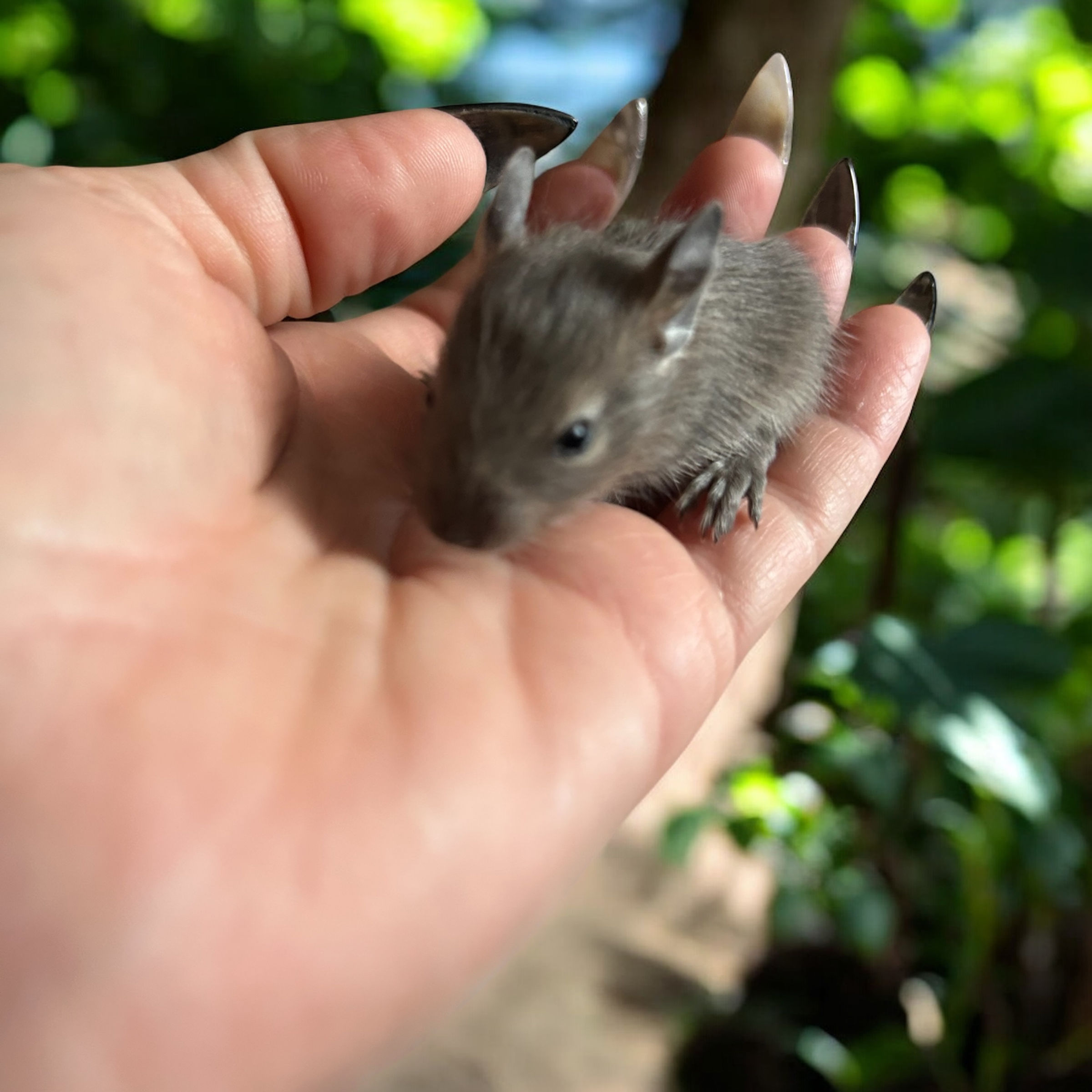 Degu 2- male- Ready after 8/4