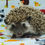 Thumbnail: "Amaris" female Ready after 3/31 brown, snowflake badger (PIF J.Cox)