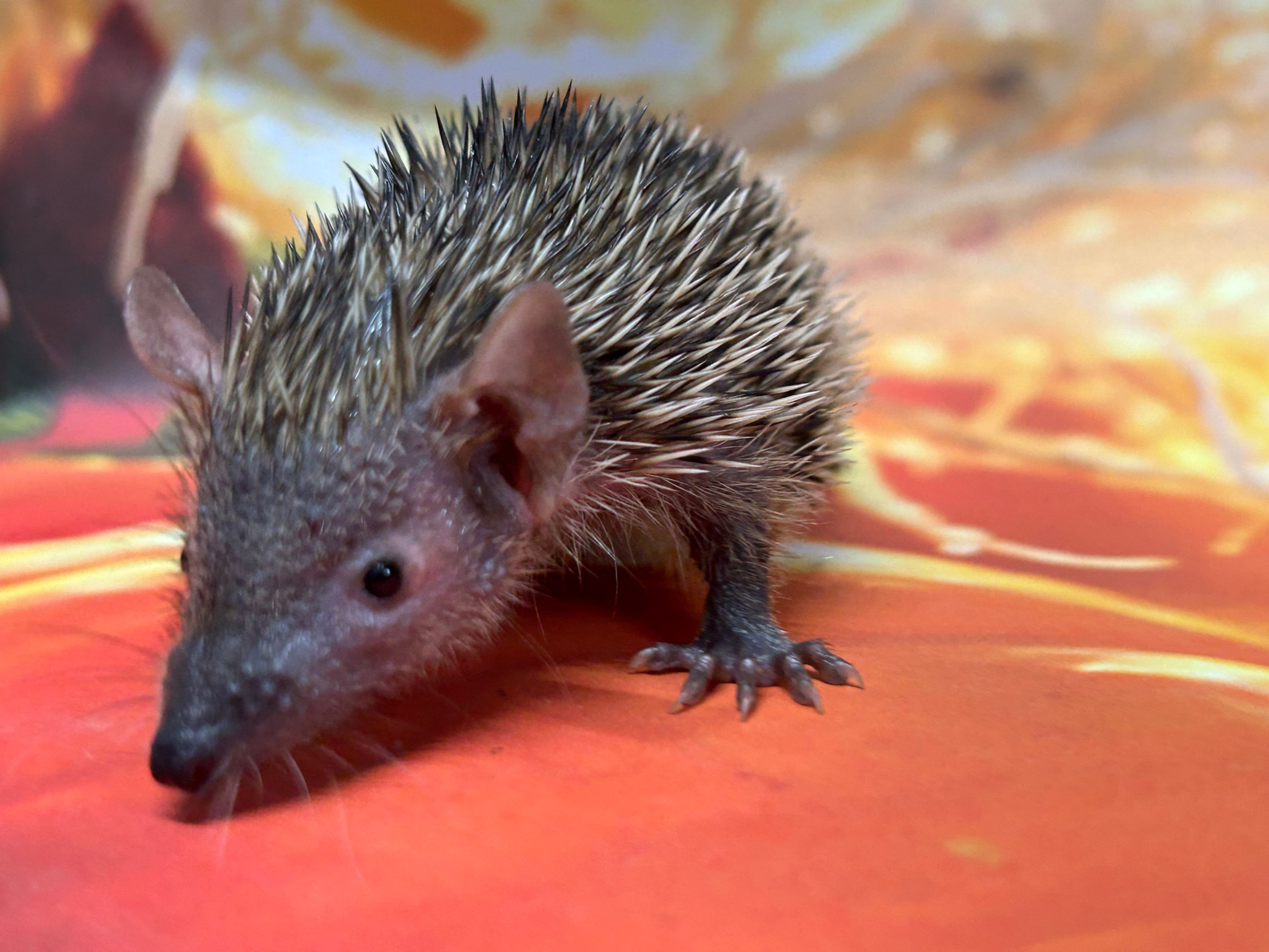 Joel- male- Tenrec (F:C 0.00%)- Ready after 9/10