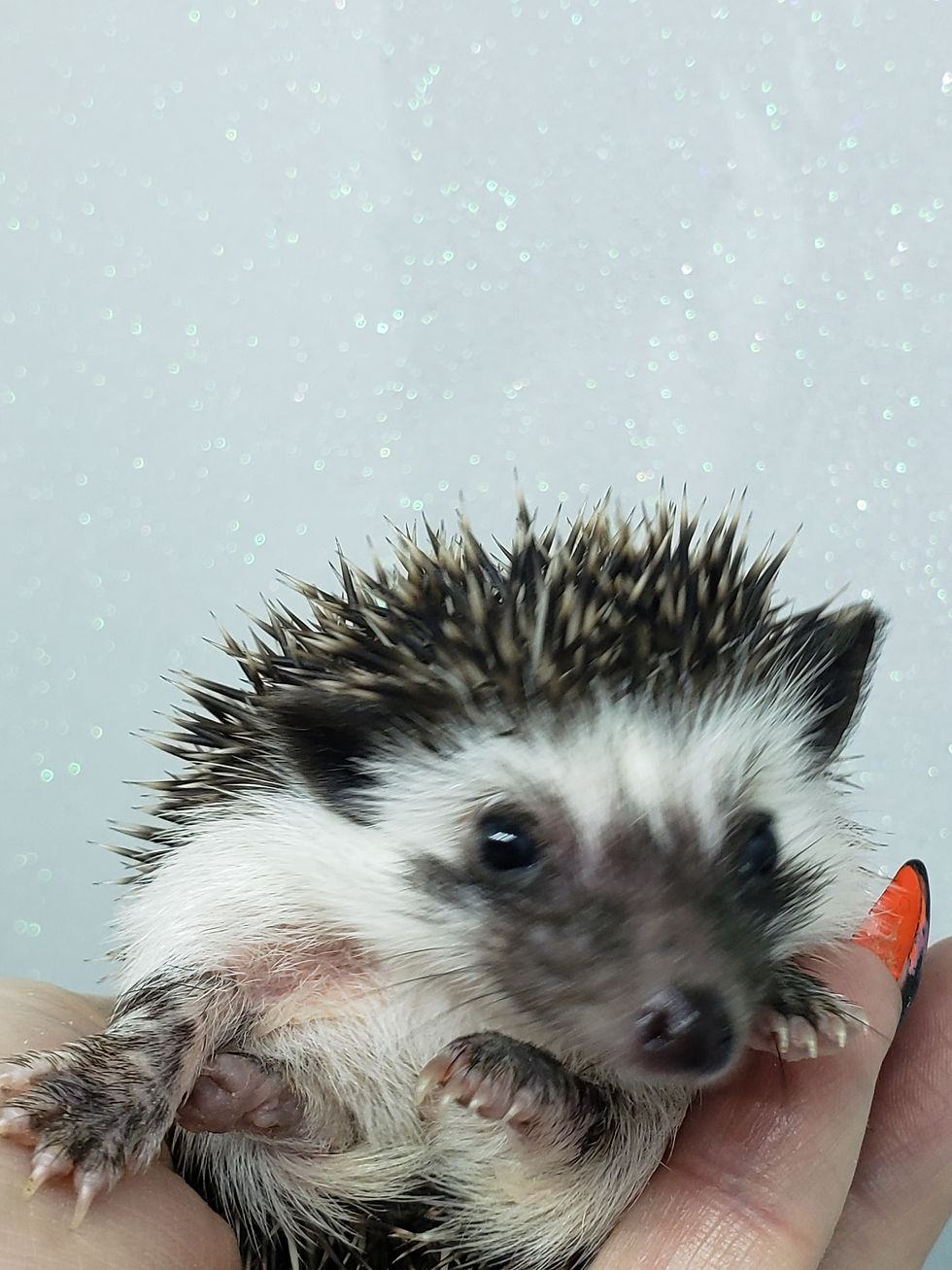 Thumbnail: "Buddy" male Ready after 4/19 (PIF cage, liner, pillow, bath kit-S.Batchelor)