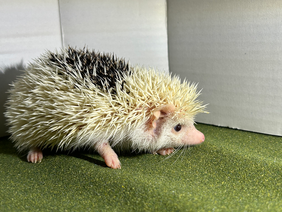 Thumbnail: Hol Openo- male hedgehog -  Ready soon