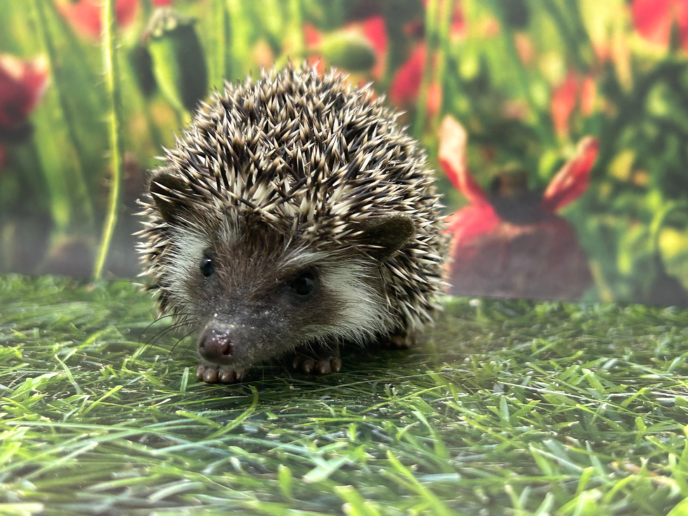 Thumbnail: Walter Waffles- male Ready Now