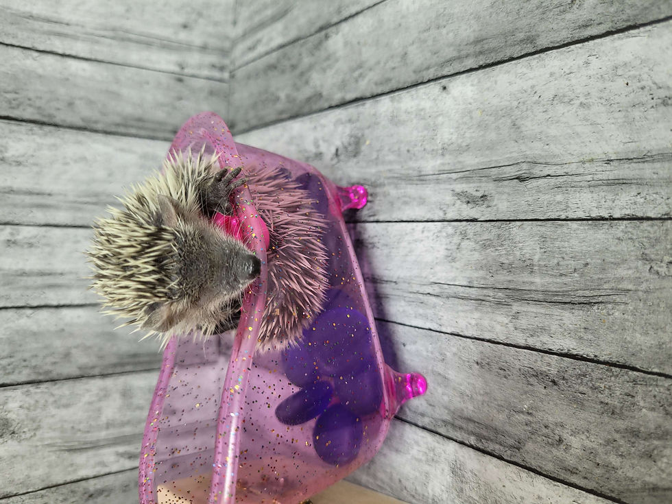 Thumbnail: "Dustin"  confirmed female- Tenrec (S:A 0.00%) Ready after 7/25 Ship after 8/22