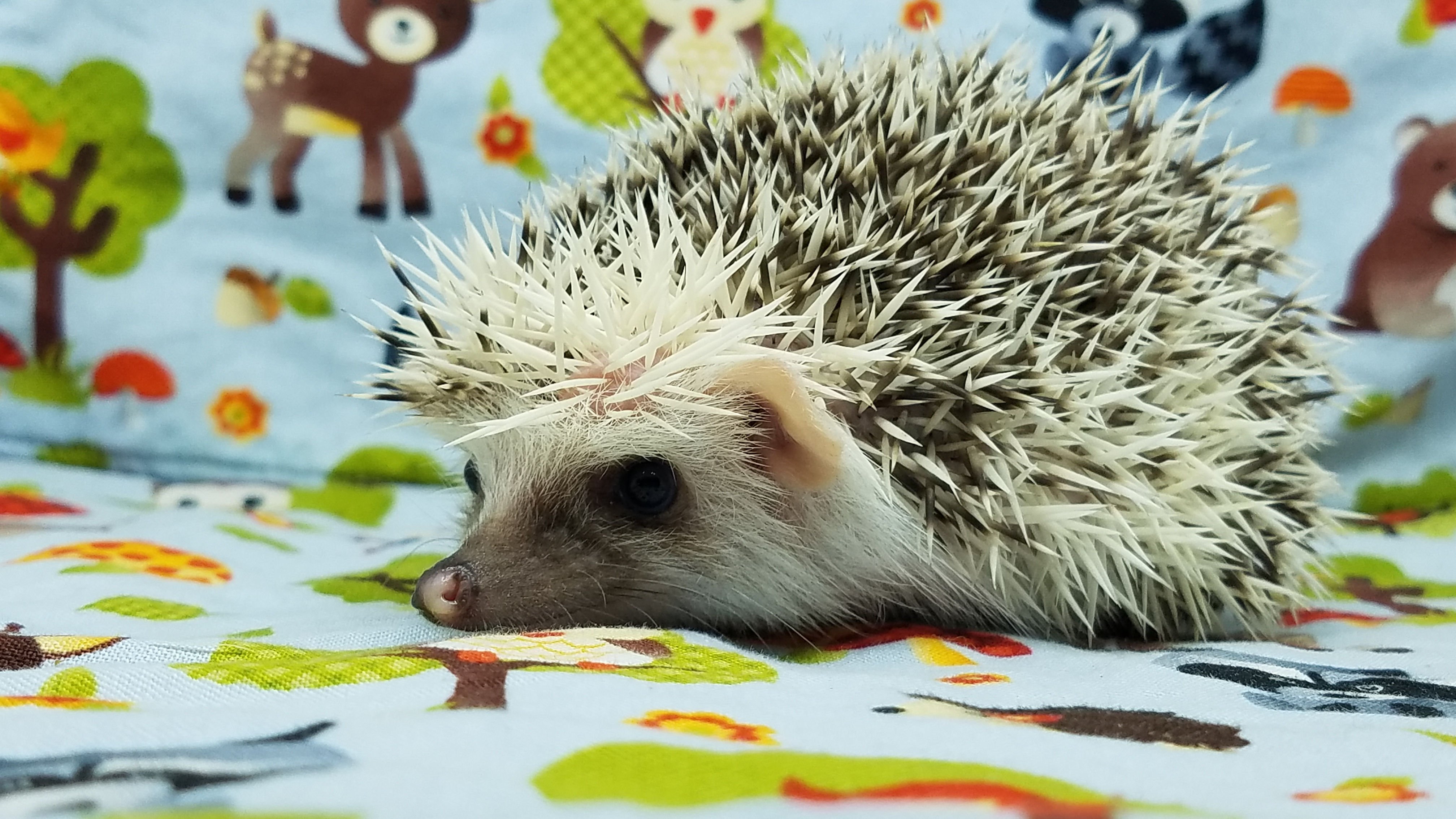 "Pollyanne" female Ready after 4/15- slight shy (PIF L.Boyce)