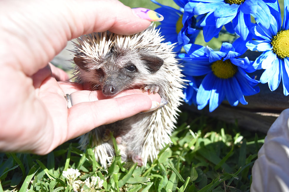 Thumbnail: "Cyan" male Ready after 5/8- shy, but likes to cuddle (10783 S.Cook)