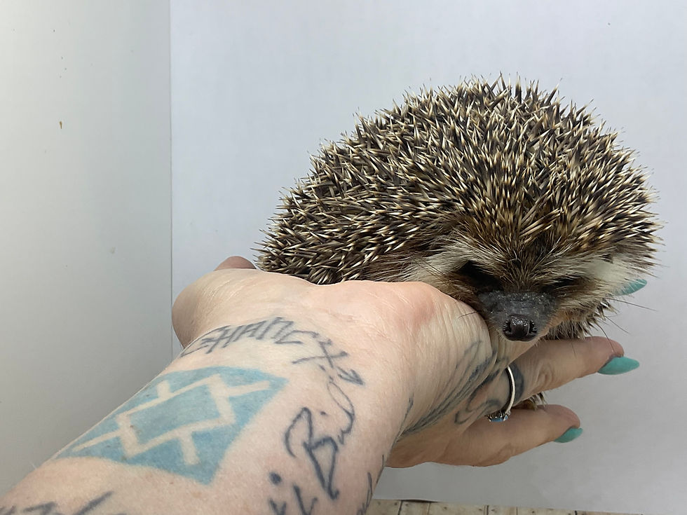 Thumbnail: "Fluffy" male Ready Now (10903)