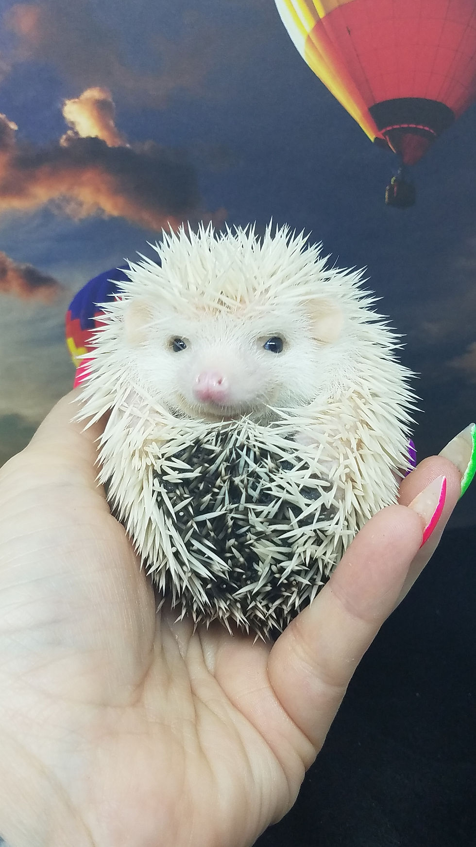 Thumbnail: "Sushi" female Ready after 8/4-reverse pinto, spot (dep pd L.Staunton)