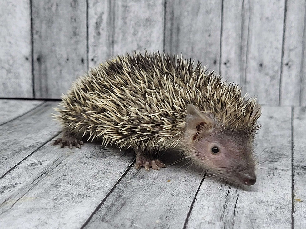 Thumbnail: "Eleven"  confirmed male- Tenrec (10841 S.Carter)