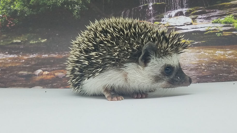 Thumbnail: "Tofu" female Ready after 8/23 (PIF A. Canavan)