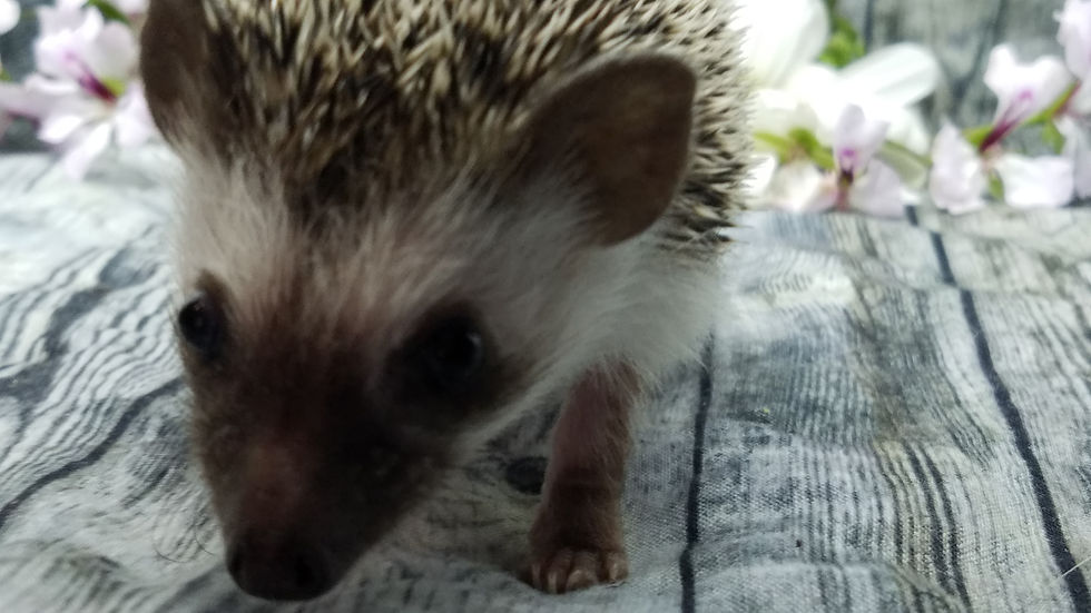 Thumbnail: "Gabby" Female Ready after 7/24 (PIF A.Pace)
