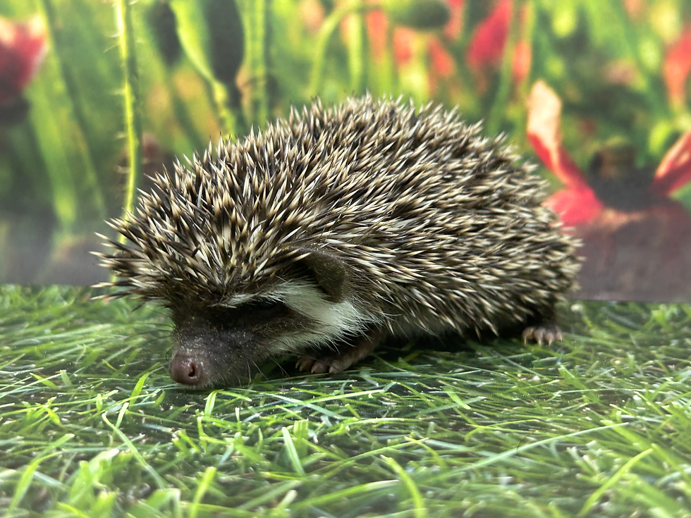 Thumbnail: Nigel Nacho Nugget- male Ready Soon (small)