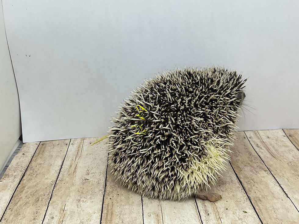 Thumbnail: "Charmin" female Ready Now - Reserved! Ppu 