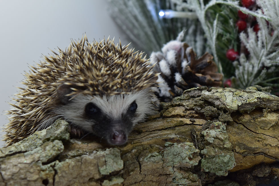 Thumbnail: "Zeph" male Ready after 11/21 (PIF +Christmas cage kit CEudy)
