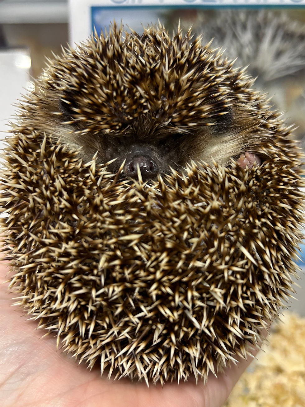 Thumbnail: Adult female 5