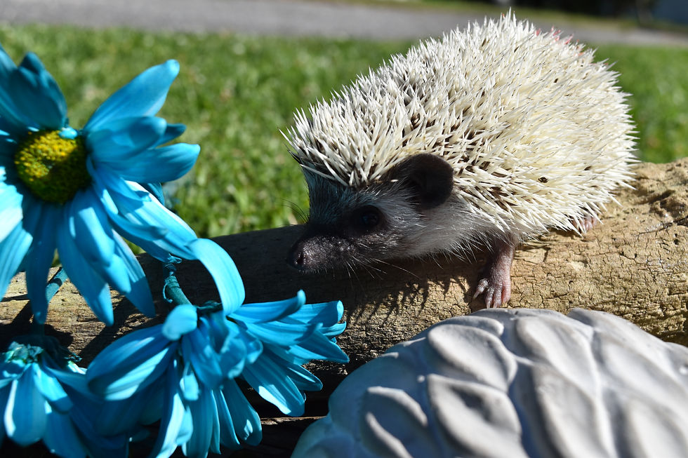 Thumbnail: "Chiffon" female Ready after 5/8- (10782 E.Bernacki)