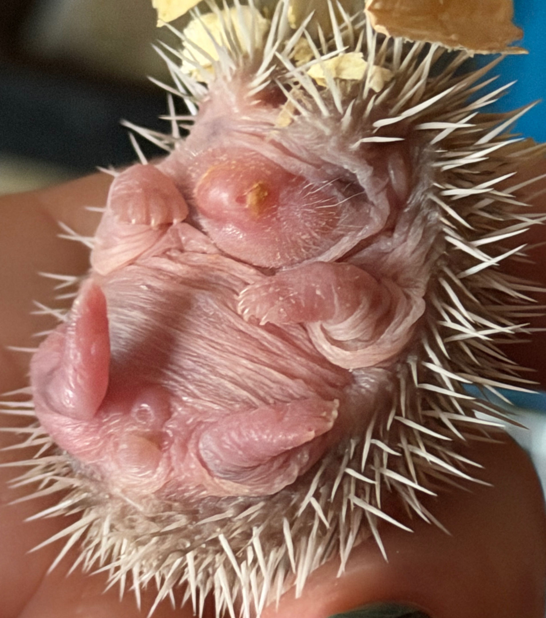 3 Female- Ready after 9/19