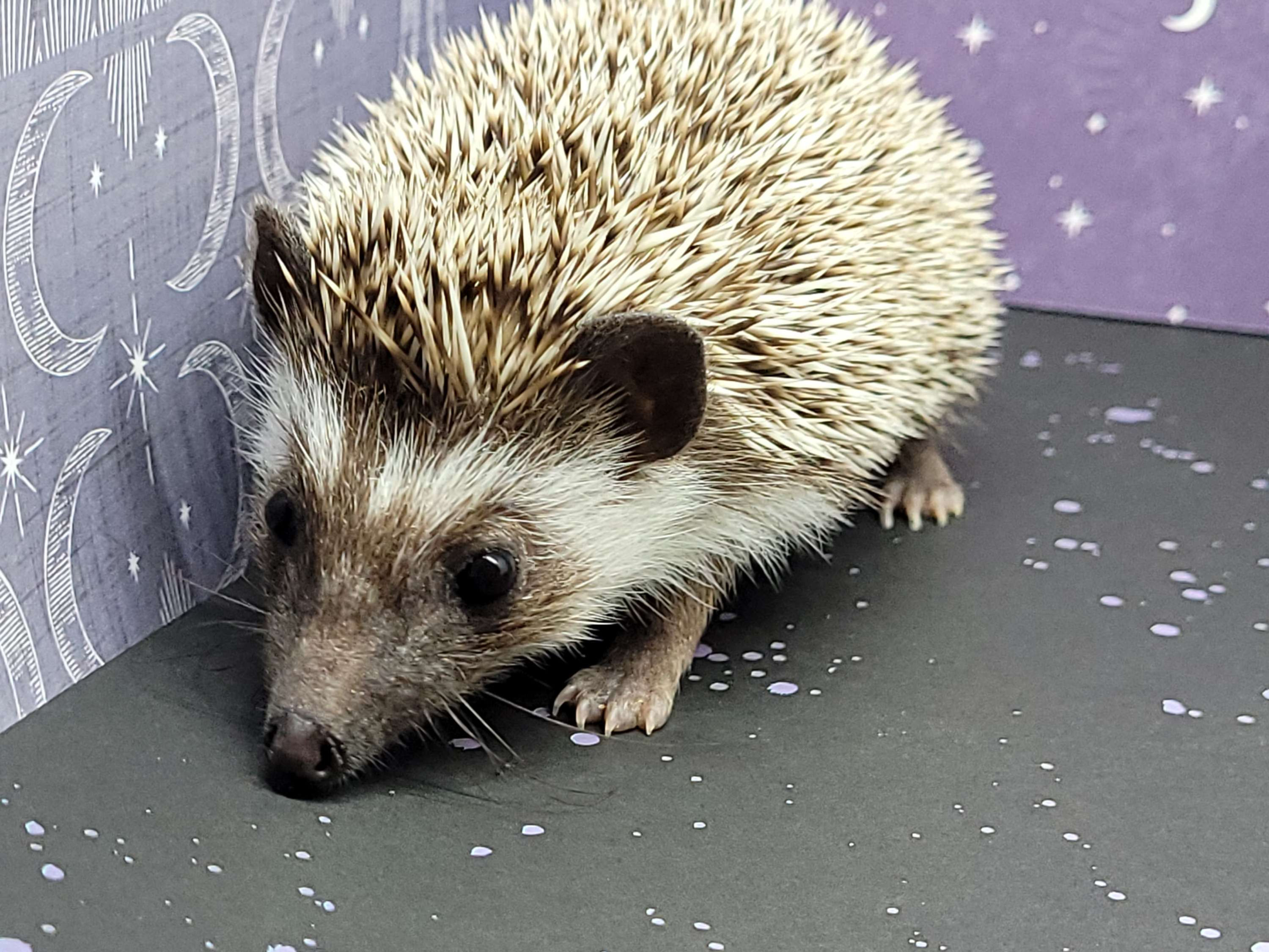 "Darkul" male Ready Now- good personality,(10875)