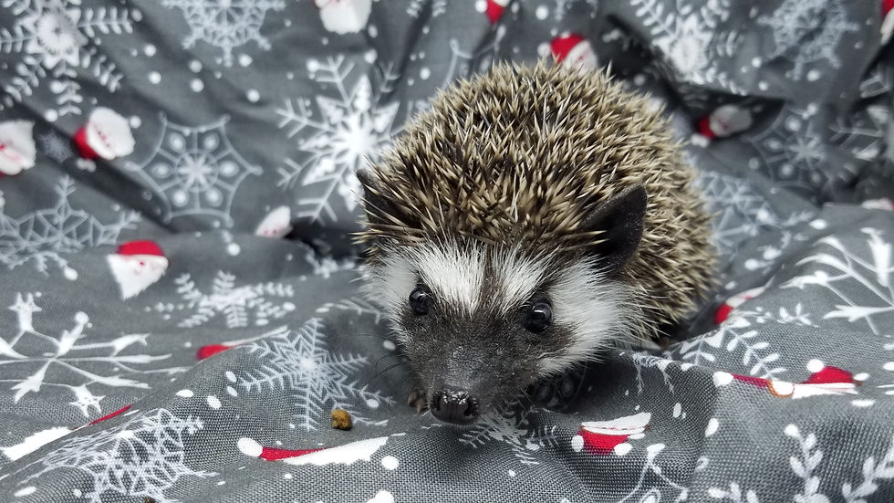 Thumbnail: "Erie" male Ready 12/19 (PIF +hedgie bag Z.Cortright)
