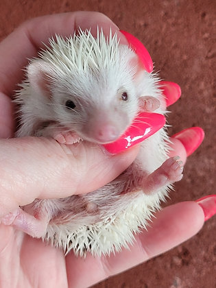 "Rembrandt" male Ready after 7/17- revese pinto, sweet as molasses