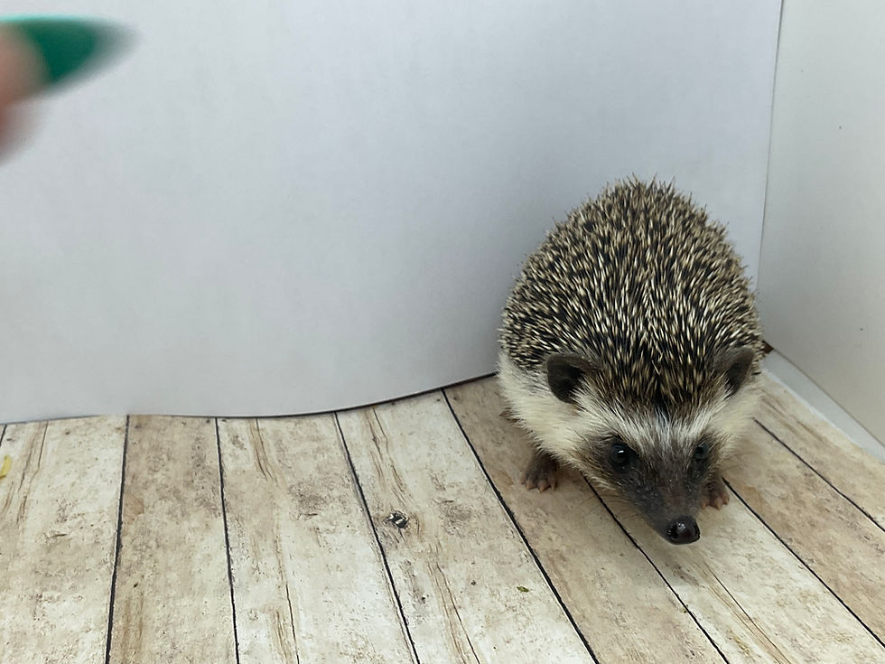 "Shiraz" female Ready Now