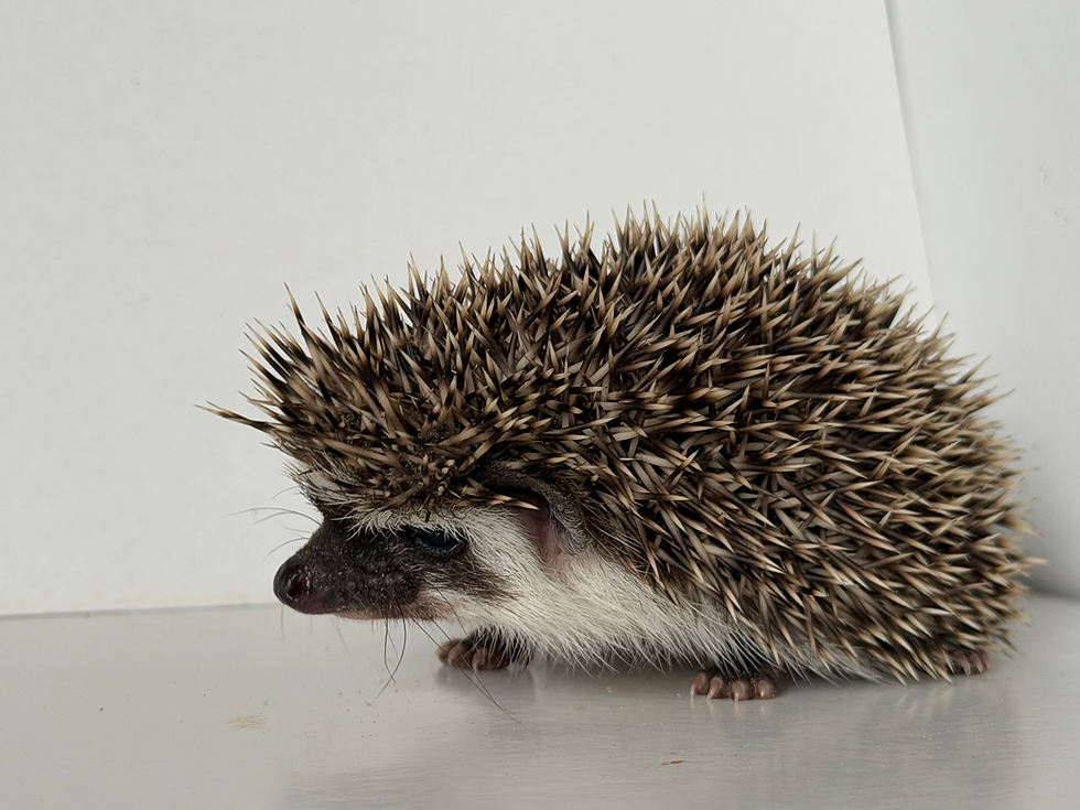 Thumbnail: Franken Berry- male- small,  friendly, slightly shy, (BL)
