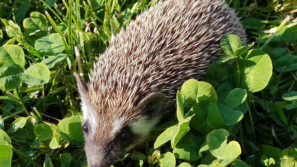 Thumbnail: "Olivia" female Ready after 3/19 (PIF E.Libby) (super tiny)